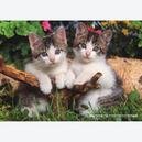 Afbeelding van 1000 st - Twee kittens (door Jumbo)