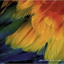 Afbeelding van 1000 st - Kleurrijke vederen - Art Wolfe (door Heye)