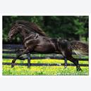 Afbeelding van 500 st - Paard in galop - Genuine (door Educa)