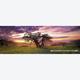 Afbeelding van 2000 st - Oak Tree - Alexander von Humboldt (door Heye)