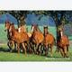 Afbeelding van 1500 st - Groep Paarden (door Castorland)