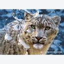 Afbeelding van 1500 st - Snow Leopard (door Castorland)