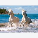 Afbeelding van 1000 st - Witte paarden in galop (door Castorland)