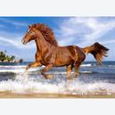 Afbeelding van 500 st - Paard aan zee (door Castorland)