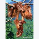 Afbeelding van 500 st - Spelende apen (door Castorland)