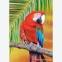 Afbeelding van 500 st - Macaw (door Castorland)