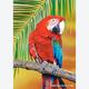 Afbeelding van 500 st - Macaw (door Castorland)