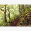 Afbeelding van 1000 st - Pad door het Bos - Magic Forest (door Heye)