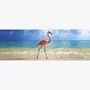 Afbeelding van 1000 st - Flamingo - Alexander von Humboldt (door Heye)